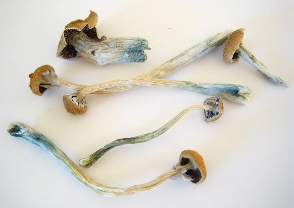 Buy-b-magic-mushrooms-online-600x426 (1) magic mushrooms for sale