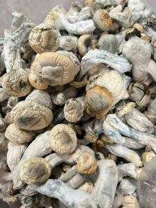 albino goldies mushrooms