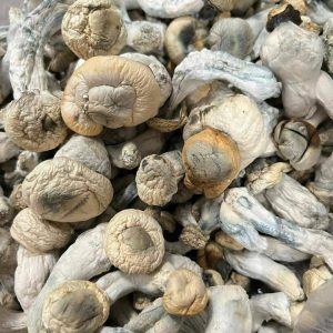 albino goldies mushrooms