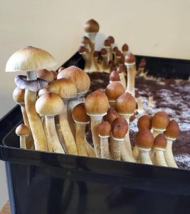 mckennaii magic mushrooms